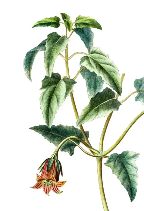 Framed Print : Canarina campanula, Antique Botanical Engraving Framed Print : Canarina campanula, Antique Botanical Engraving