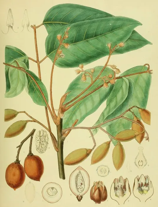 Framed Print : Canarium brunneum, native to Southeast Asia, Sri Lanka, digitally restored historical colour print from 1893 Framed Print : Canarium brunneum, native to Southeast Asia, Sri Lanka, digitally restored historical colour print from 1893