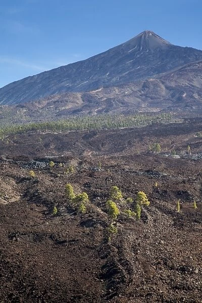 Canary Island pines in volcanic terrain in Teide V