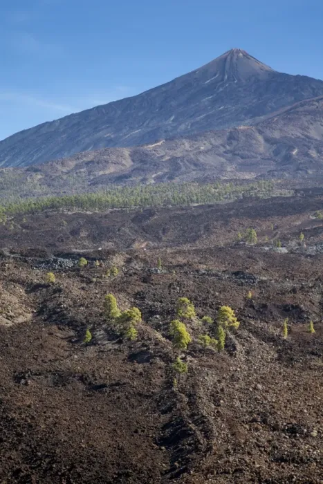 Framed Print : Canary Island pines in volcanic terrain in Teide V Framed Print : Canary Island pines in volcanic terrain in Teide V