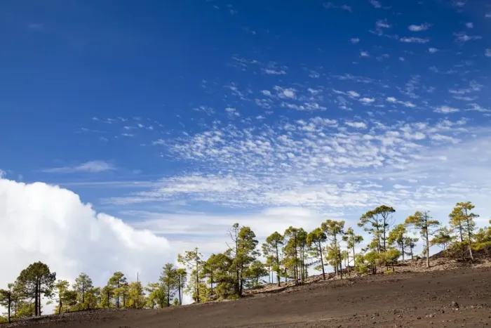 Framed Print : Canary Island pines in volcanic terrain in Teide Volcano Framed Print : Canary Island pines in volcanic terrain in Teide Volcano