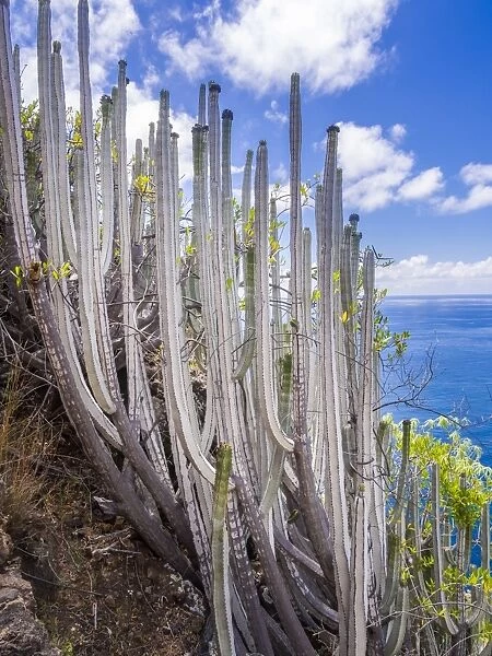 Canary Island Spurge -Euphorbia canariensis-, Camino del Prois, road to the pirate bay, Tijarafe, La Palma, Canary Islands, Spain