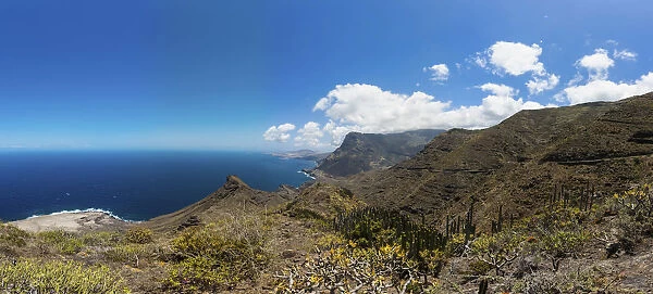 Canary Island Spurge or Hercules Club -Euphorbia canariensis-, cliffs near Casas de Tirma, El Tablado Region, Gran Canaria, Canary Islands, Spain, Europe, PublicGround