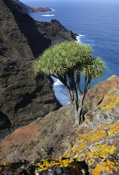 Prints of Canary Islands Dragon Tree -Dracaena draco-, coast near El  Tablado, La Palma, Canary Islands, Spain, Europe, PublicGround