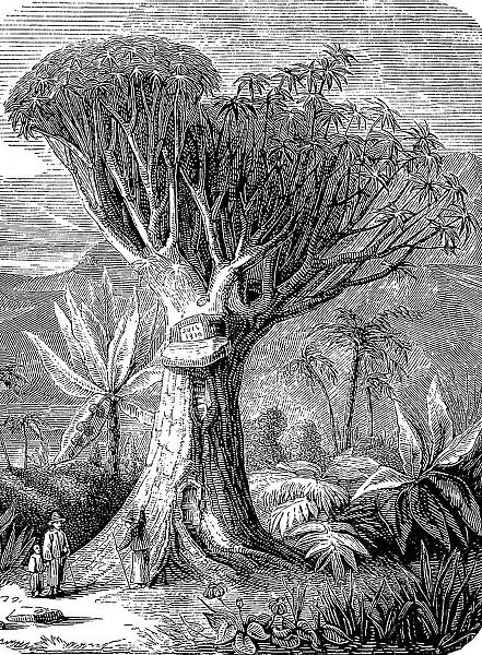 Canary islands dragon tree (Dracaena draco), on Tenerife, Spain, in 1880, Historic, digitally restored reproduction of an original 19th-century print