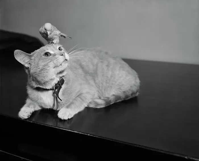 Framed Print : Canary Sitting on House Cat's Head Framed Print : Canary Sitting on House Cat's Head