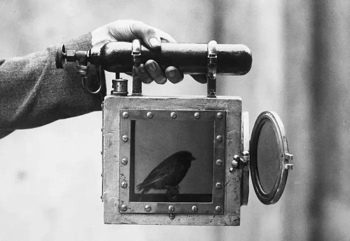 Framed Print : Canary Used for Detecting Gas In Mines Framed Print : Canary Used for Detecting Gas In Mines