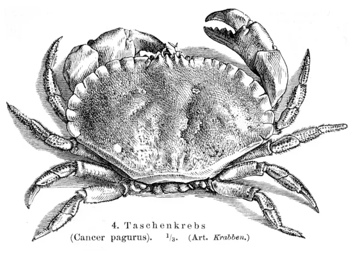 Framed Print : Cancer pagurus crab engraving 1895 Framed Print : Cancer pagurus crab engraving 1895