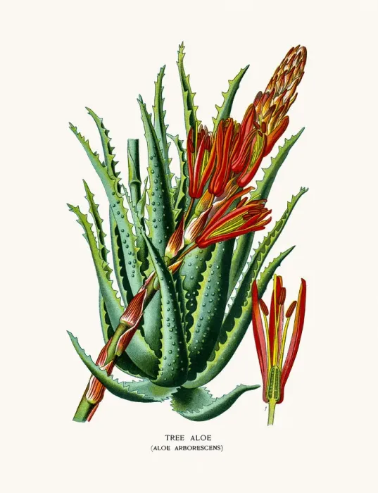 Framed Print : Candelabra aloe house plant