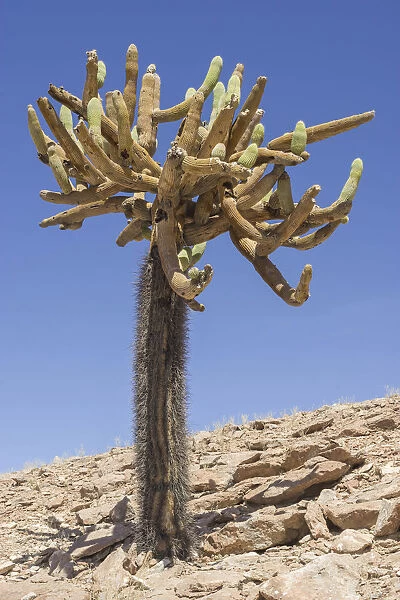 Candelabra Cactus -Browningia candelaris-, Arica y Parinacota Region, Chile