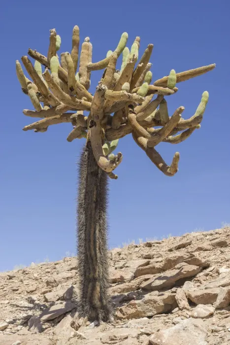 Framed Print : Candelabra Cactus -Browningia candelaris-, Arica y Parinacota Region, Chile