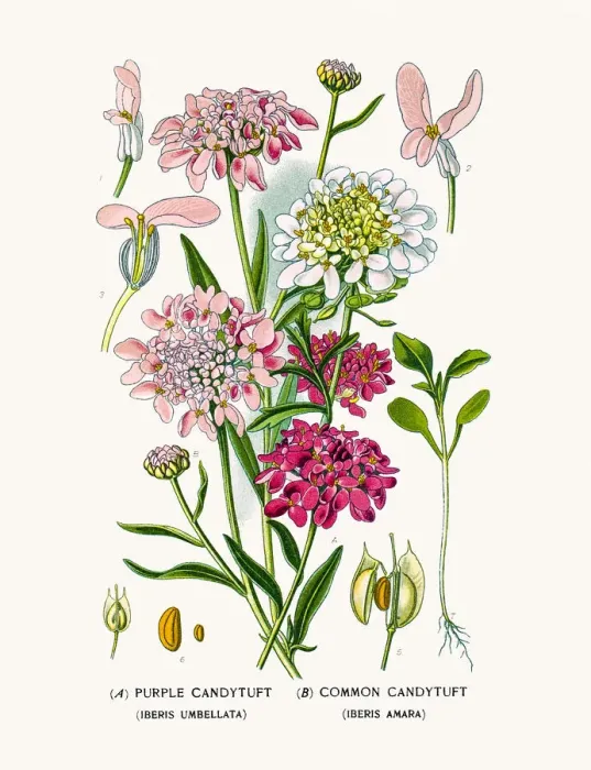 Framed Print : Candytuft plants Framed Print : Candytuft plants