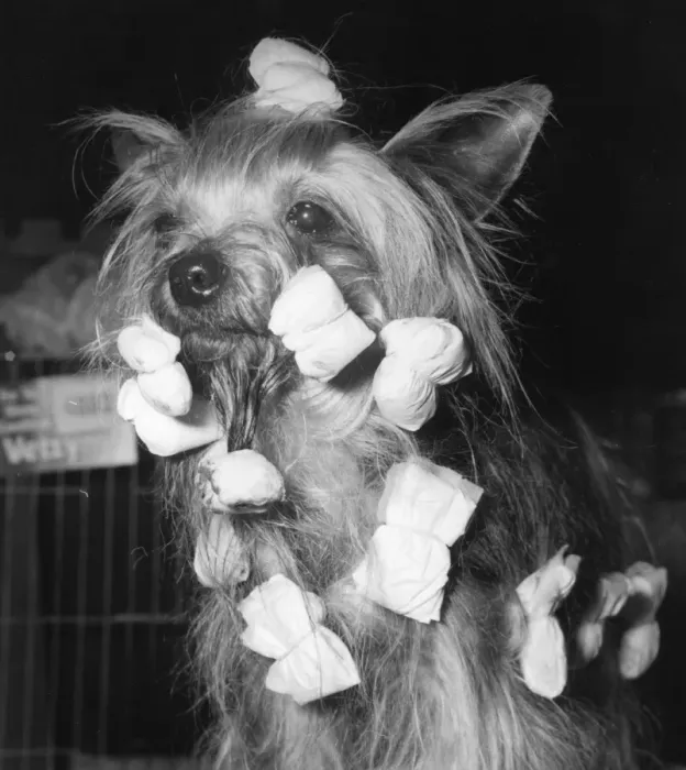 Framed Print : Canine Curlers Framed Print : Canine Curlers