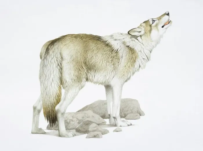Framed Print : Canis Lupus, Grey Wolf raising its head while howling Framed Print : Canis Lupus, Grey Wolf raising its head while howling