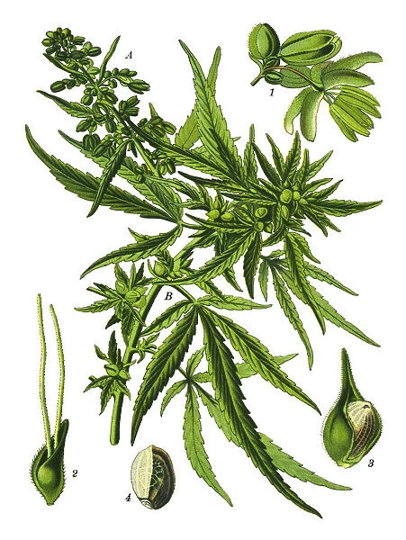 Cannabis. Antique illustration of a Medicinal and Herbal Plants.