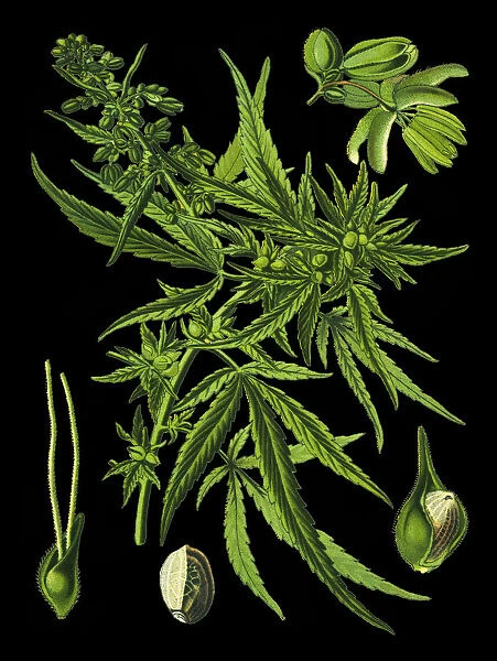 Cannabis. Antique illustration of a Medicinal and Herbal Plants.