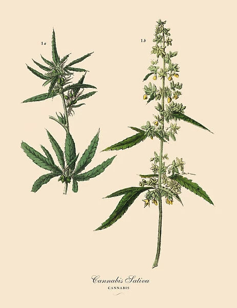 Cannabis & Marijuana, Root Crops and Vegetables, Victorian Botanical Illustration