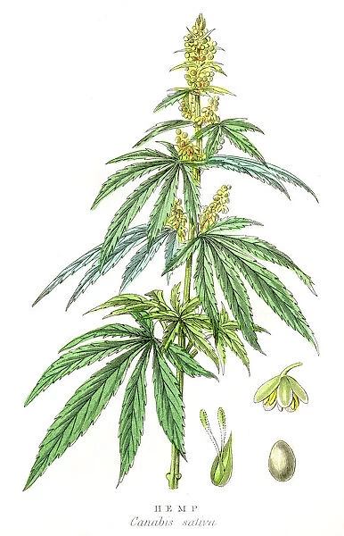 Cannabis plant botanical engraving 1857