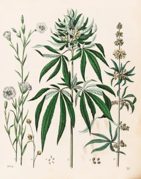Framed Print : Cannabis plant illustration 1853 Framed Print : Cannabis plant illustration 1853