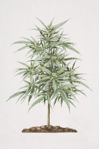 Cannabis sativa, Cannabis plant growing in soil