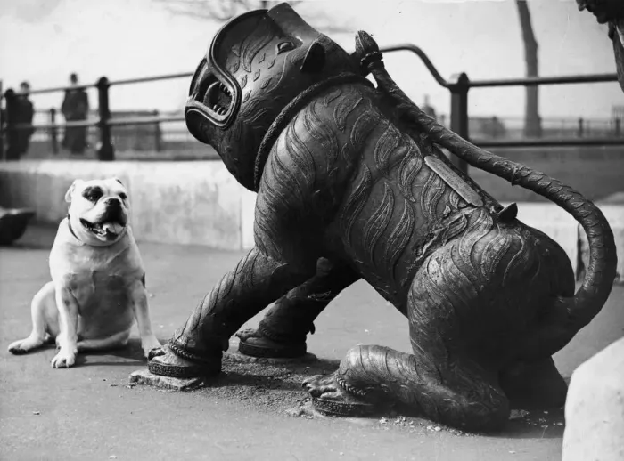 Framed Print : Cannon Bites Dog Framed Print : Cannon Bites Dog