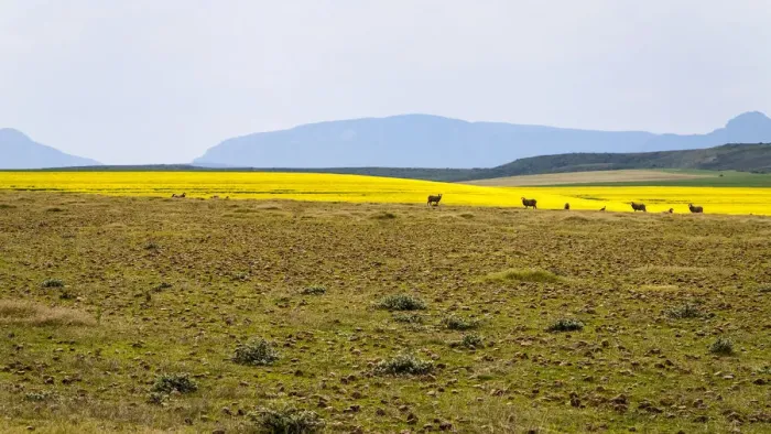 Framed Print : A canola farm with some sheep grazing in the field with distant mountains, Swellendam area, Western Cape Province, South Africa Framed Print : A canola farm with some sheep grazing in the field with distant mountains, Swellendam area, Western Cape Province, South Africa