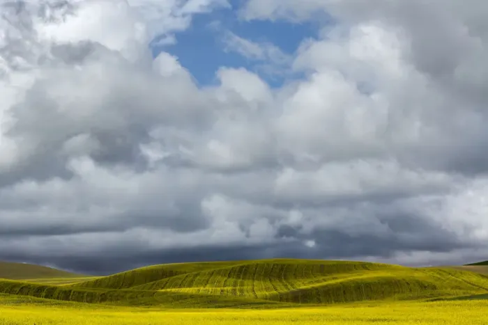 Framed Print : Canola field on cloudy day, Palouse, Washington State, USA Framed Print : Canola field on cloudy day, Palouse, Washington State, USA