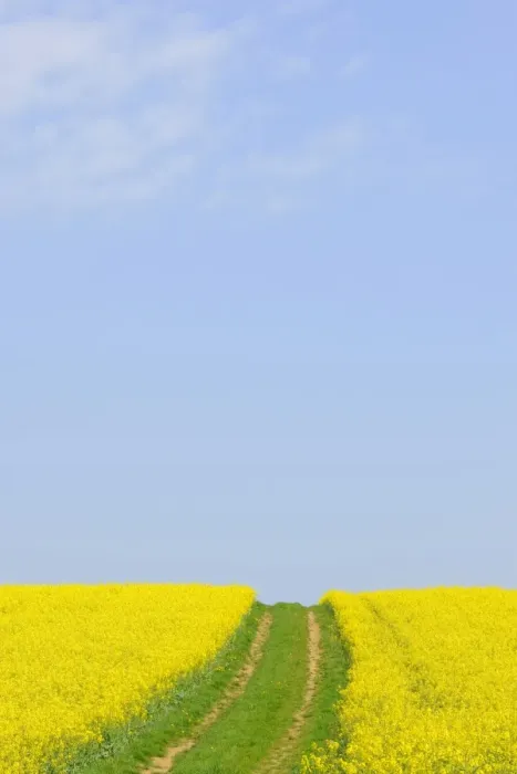 Framed Print : Canola field with dirt track in Bad Wimpfen, Baden-Wuerttemberg, Germany, Europe Framed Print : Canola field with dirt track in Bad Wimpfen, Baden-Wuerttemberg, Germany, Europe