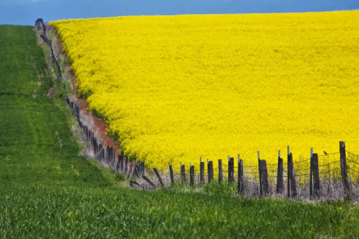 Framed Print : Canola Field in Full Fresh Bloom Along Fence, Grangeville, Idaho, USA Framed Print : Canola Field in Full Fresh Bloom Along Fence, Grangeville, Idaho, USA