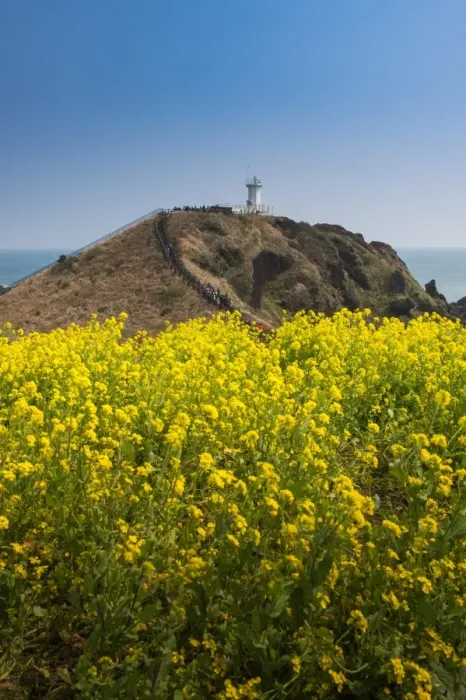 Framed Print : Canola field at Seopjikoji coast Framed Print : Canola field at Seopjikoji coast
