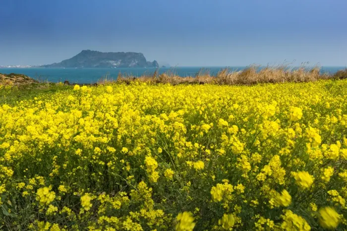 Framed Print : Canola field at Seopjikoji coast with Seongsan Ilchulbong background
