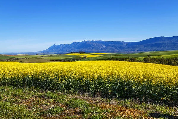 Canola and Wheat fields in the early Spring with the bold yellow colors of canola offset by the emerald green of the wheat against the backdrop of the snow capped Langeberg mountains, Swellendam, Western Cape Province, South Africa