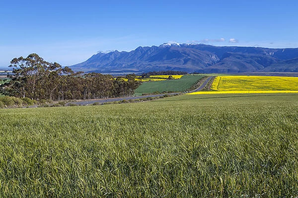 Canola and Wheat fields in the early Spring with the bold yellow colors of canola offset by the emerald green of the wheat against the backdrop of the snow capped Langeberg mountains, Swellendam, Western Cape Province, South Africa