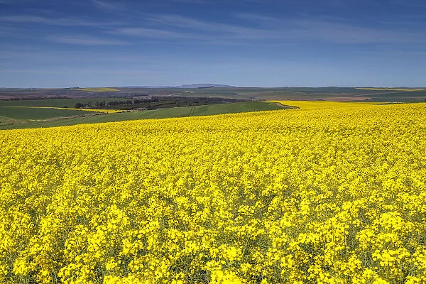 Canola and Wheat fields in the early Spring with the bold yellow colors of canola offset by the emerald green of the wheat, Swellendam, Western Cape Province, South Africa