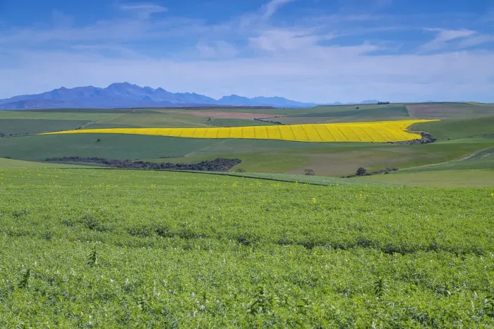 Framed Print : Canola and Wheat fields in the early Spring with the bold yellow colors of canola offset by the emerald green of the wheat, Swellendam, Western Cape Province, South Africa Framed Print : Canola and Wheat fields in the early Spring with the bold yellow colors of canola offset by the emerald green of the wheat, Swellendam, Western Cape Province, South Africa