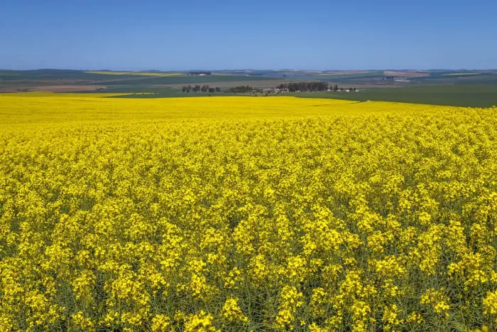 Framed Print : Canola and Wheat fields in the early Spring with the bold yellow colors of canola offset by the emerald green of the wheat, Swellendam, Western Cape Province, South Africa Framed Print : Canola and Wheat fields in the early Spring with the bold yellow colors of canola offset by the emerald green of the wheat, Swellendam, Western Cape Province, South Africa