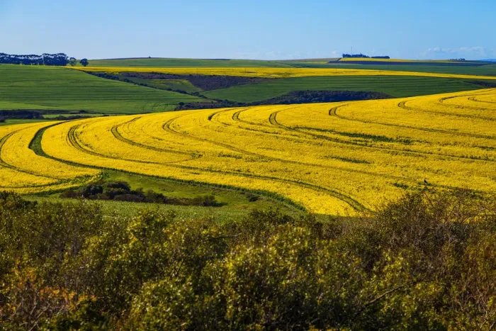 Framed Print : Canola and Wheat fields in the early Spring with the bold yellow colors of canola offset by the emerald green of the wheat, Swellendam, Western Cape Province, South Africa Framed Print : Canola and Wheat fields in the early Spring with the bold yellow colors of canola offset by the emerald green of the wheat, Swellendam, Western Cape Province, South Africa