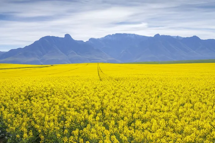 Framed Print : Canola and Wheat fields in the early Spring with the bold yellow colors of canola offset by the emerald green of the wheat, Swellendam, Western Cape Province, South Africa