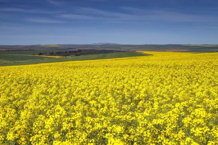 Framed Print : Canola and Wheat fields in the early Spring with the bold yellow colors of canola offset by the emerald green of the wheat, Swellendam, Western Cape Province, South Africa Framed Print : Canola and Wheat fields in the early Spring with the bold yellow colors of canola offset by the emerald green of the wheat, Swellendam, Western Cape Province, South Africa