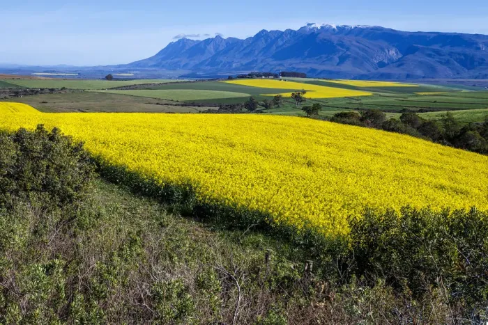 Framed Print : Canola and Wheat fields in the early Spring with the bold yellow colors of canola offset by the emerald green of the wheat against the backdrop of the snow capped Langeberg mountains, Swellendam, Western Cape Province, South Africa