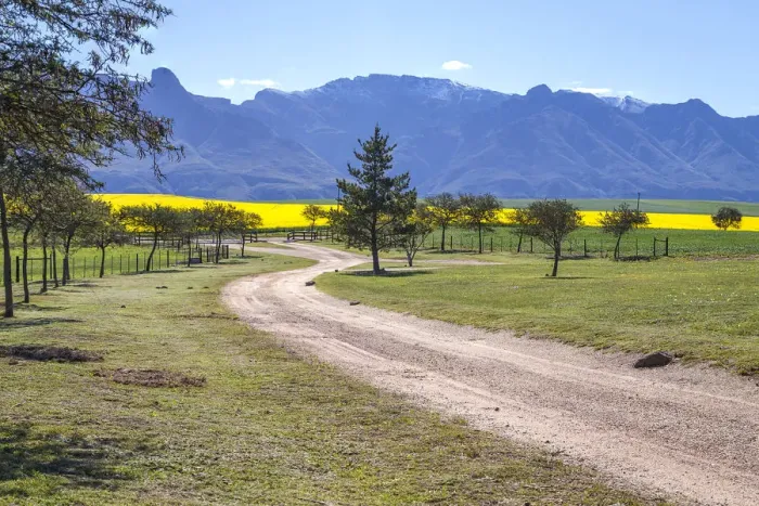 Framed Print : Canola and Wheat fields in the early Spring with the bold yellow colors of canola offset by the emerald green of the wheat against the backdrop of the snow capped Langeberg mountains, Swellendam, Western Cape Province, South Africa Framed Print : Canola and Wheat fields in the early Spring with the bold yellow colors of canola offset by the emerald green of the wheat against the backdrop of the snow capped Langeberg mountains, Swellendam, Western Cape Province, South Africa