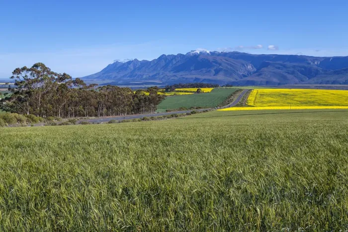 Framed Print : Canola and Wheat fields in the early Spring with the bold yellow colors of canola offset by the emerald green of the wheat against the backdrop of the snow capped Langeberg mountains, Swellendam, Western Cape Province, South Africa Framed Print : Canola and Wheat fields in the early Spring with the bold yellow colors of canola offset by the emerald green of the wheat against the backdrop of the snow capped Langeberg mountains, Swellendam, Western Cape Province, South Africa