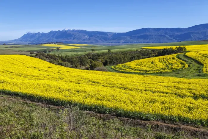 Framed Print : Canola and Wheat fields in the early Spring with the bold yellow colors of canola offset by the emerald green of the wheat against the backdrop of the snow capped Langeberg mountains, Swellendam, Western Cape Province, South Africa Framed Print : Canola and Wheat fields in the early Spring with the bold yellow colors of canola offset by the emerald green of the wheat against the backdrop of the snow capped Langeberg mountains, Swellendam, Western Cape Province, South Africa