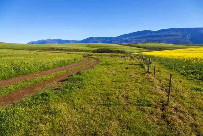Framed Print : Canola and Wheat fields in the early Spring with the bold yellow colors of canola offset by the emerald green of the wheat against the backdrop of the snow capped Langeberg mountains, Swellendam, Western Cape Province, South Africa Framed Print : Canola and Wheat fields in the early Spring with the bold yellow colors of canola offset by the emerald green of the wheat against the backdrop of the snow capped Langeberg mountains, Swellendam, Western Cape Province, South Africa