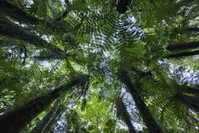 Framed Print : Canopies of ponga trees, New Zealand Framed Print : Canopies of ponga trees, New Zealand