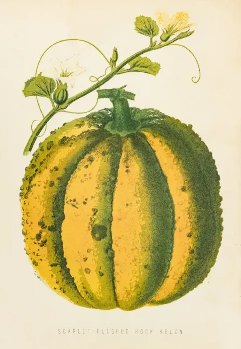 Framed Print : Cantaloupe Melon illustration 1874