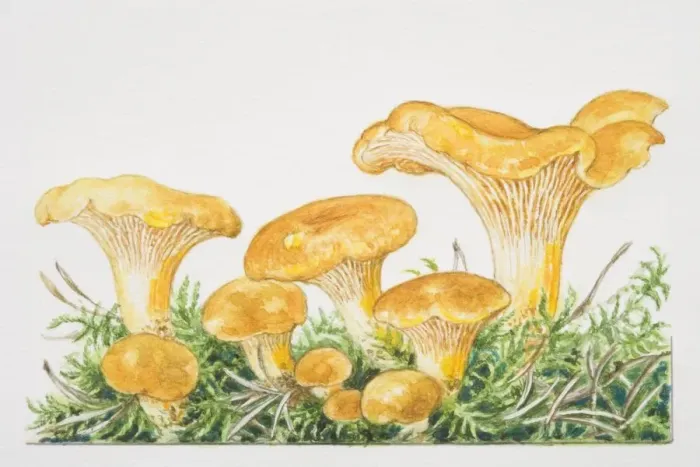 Framed Print : Cantharellus cibarius, Common Chanterelle mushrooms fruiting among moss Framed Print : Cantharellus cibarius, Common Chanterelle mushrooms fruiting among moss