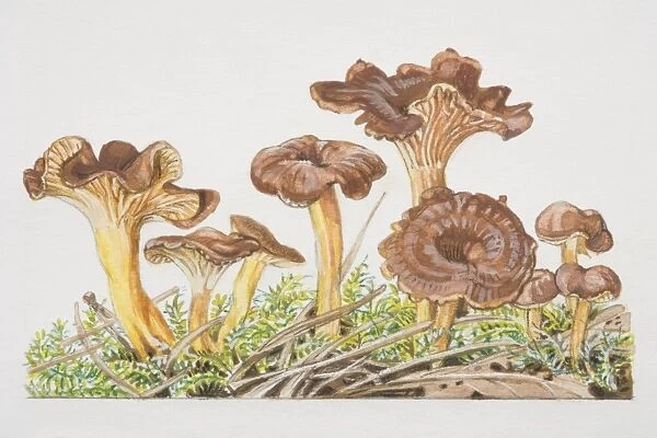 Cantharellus tubaeformis, Trumpet Chanterelle mushrooms fruiting amongst moss