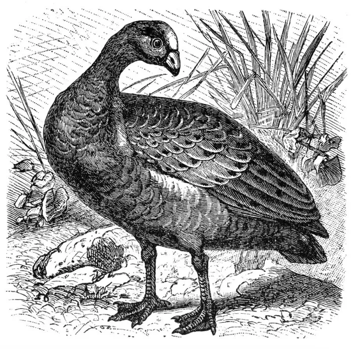 Framed Print : Cape Barren Goose (Cereopsis novaehollandiae) Framed Print : Cape Barren Goose (Cereopsis novaehollandiae)