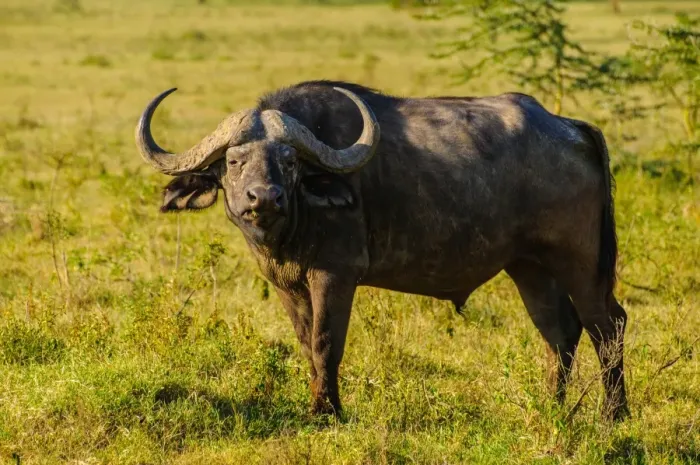 Framed Print : Cape Buffalo Framed Print : Cape Buffalo